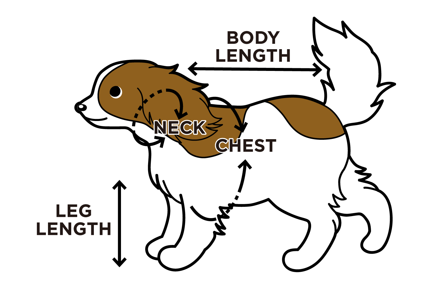 犬のサイズの測り方