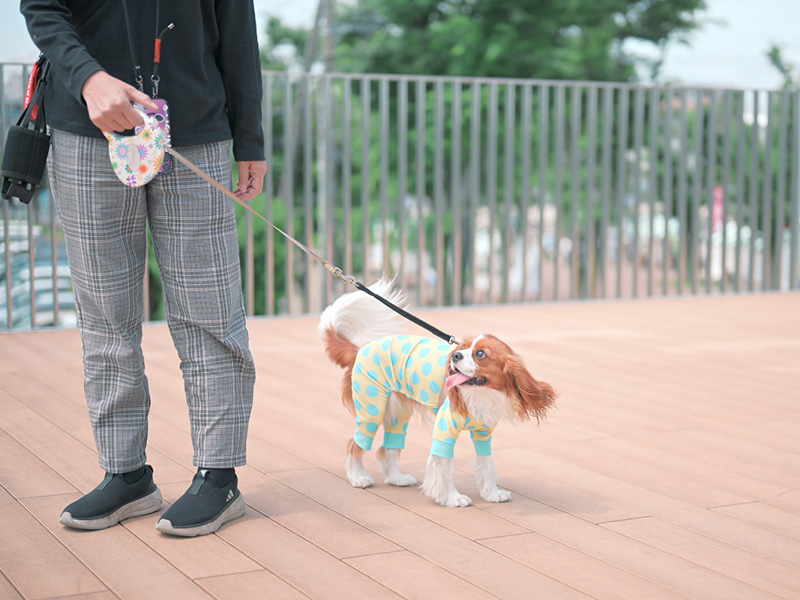 キャバリアと飼い主