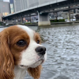 4/26キャバリアンナイトクルーズ（愛犬用）